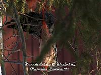 web_bird_17d