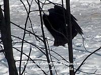 web_bird_17e