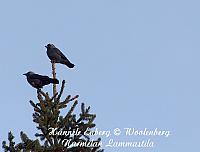 web_bird_17g