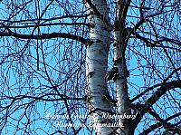 parus montanus, hömötiainen