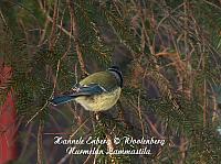 parus caeruleus, sinitiainen