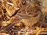 emberiza citrinella, keltasirkku