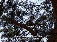 web_bird_3