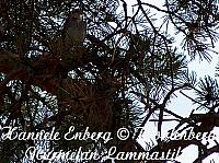 web_bird_3a