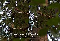 web_bird_3b