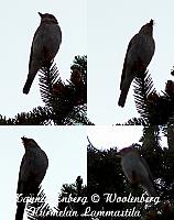 web_bird_3c