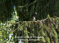web_bird_5