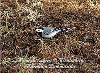 web_bird_9a