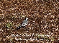 web_bird_9d