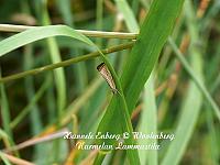 agriphila straminella/chrysoteuchia culmella, nurmiheinäkoisa