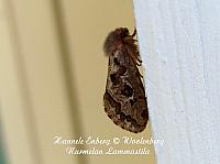 web_per_19a