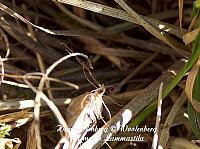 web_per_20b