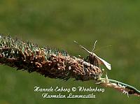 web_per_21b