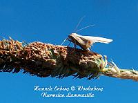 web_per_21d