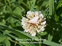 web_per_22