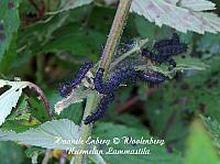 web_per_25d