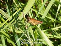 web_per_26