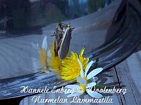 eilema lurideolum, harmokeltasiipi