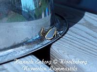 eilema lurideolum, harmokeltasiipi