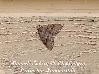 scopula floslactata, maitolehtimittari