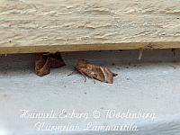 epirrita autumnata, tunturimittari