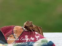 hydraecia micacea, varsiyökkönen / rosy rustic