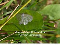 cabera pusaria, leppävalkomittari
