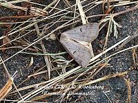 lygephila pastinum, hakasvirnayökkönen