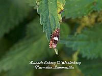 epiblema sticticanum, piennarlaikkukääriäinen