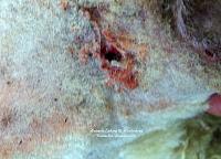 koiravahinko 2008